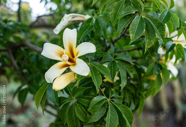 Obraz The stunning beauty of yellow and white flowers in a garden. Space for text next to it,  bottle tree blooming