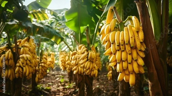 Fototapeta Banana tree with bunch of growing ripe yellow bananas, plantation rain-forest background