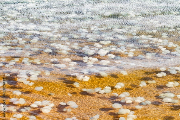 Fototapeta lots of jellyfish in seawater at day