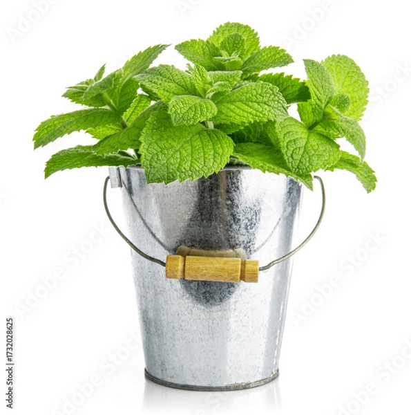 Obraz Fresh green mint in iron bucket. Organic natural food growing. Isolated on white background. Thime, basil and leaves harvest.