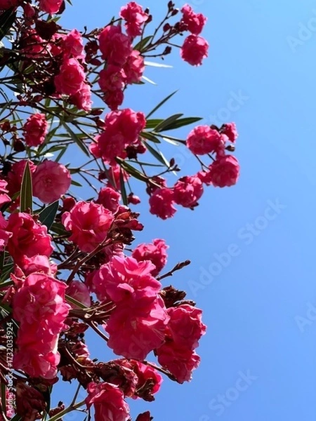 Obraz red cherry blossom