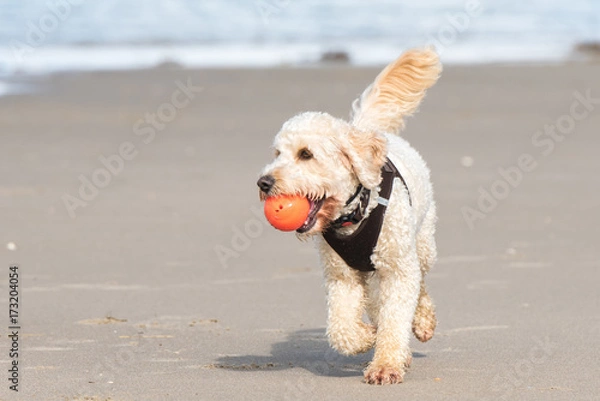 Obraz hund am strand