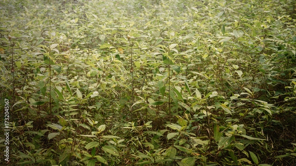 Fototapeta Green bushes cover a haunted forest. The scene is scary and mysterious. Dramatic smoke or fog effect. Mockup. Copy Space. Wallpaper or Halloween background