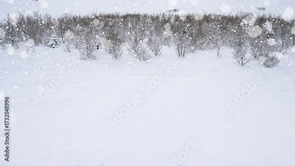 Fototapeta Winter scene with snowfall descending upon a snowy field and covering the ground and trees. Seasonal design or holiday themes for winter