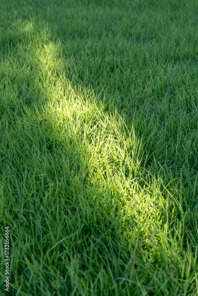 Obraz 芝生に差し込む日差し