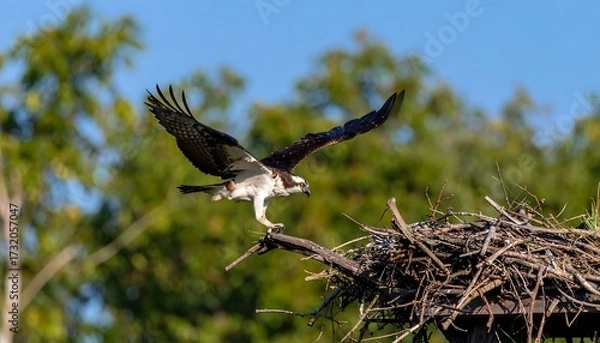 Fototapeta Osprey in flight near its nest