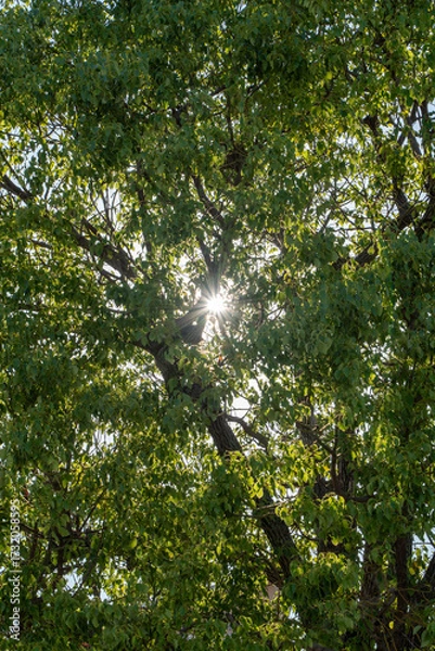 Fototapeta 木漏れ日