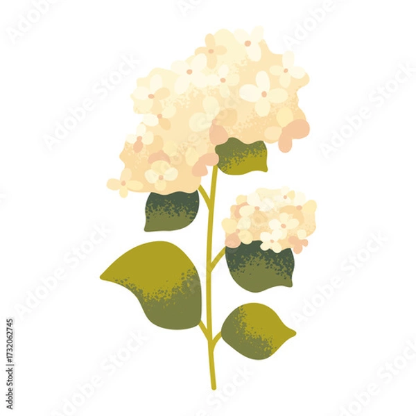 Fototapeta White hydrangea branch, isolated. Flat drawn flower, blooming tree branch