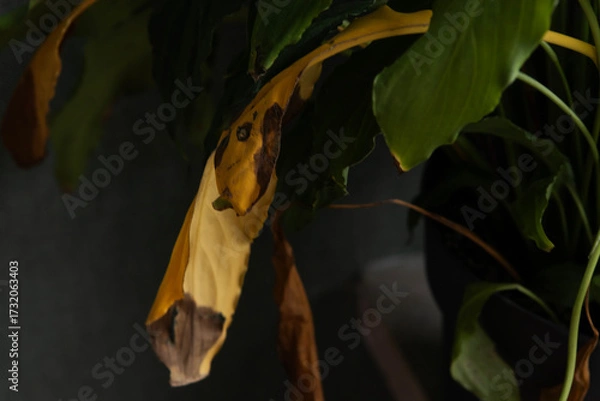 Fototapeta Yellowing leaf of a potted plant in a cozy indoor setting during afternoon light