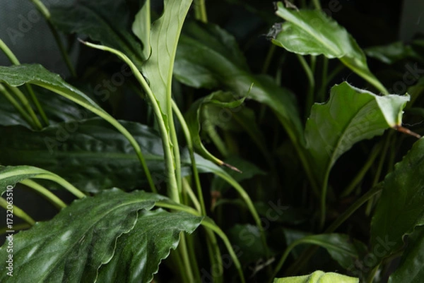 Fototapeta Lush green plants create a vibrant indoor garden setting in soft natural light