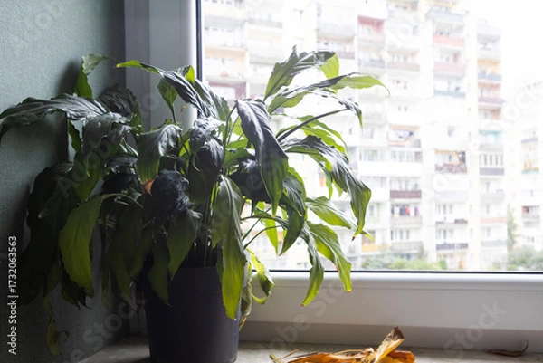 Fototapeta Indoor plant by the window with city buildings in the background on a cloudy day