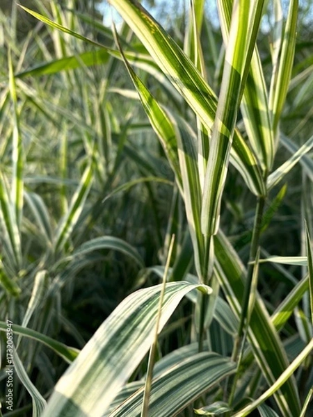 Obraz Green grass blades close-up in sunlight. Variegated ornamental grass