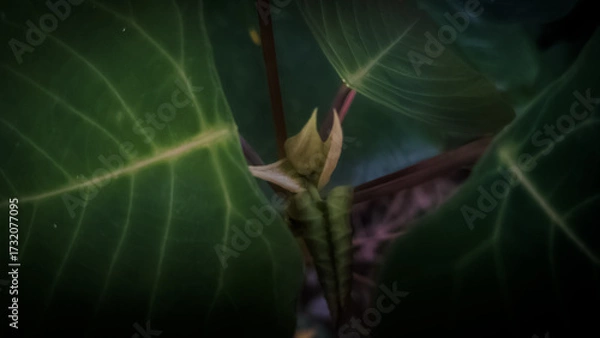 Obraz close up of a green leaf