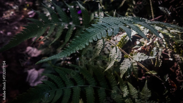 Obraz Grass close up illustration