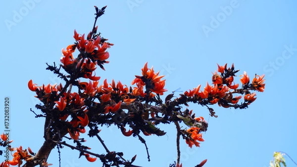 Fototapeta Polash flower