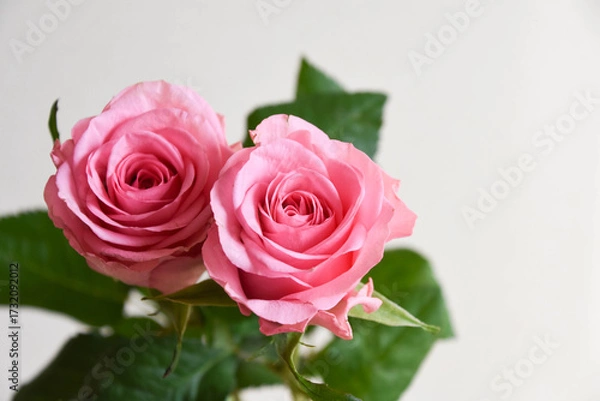 Fototapeta ピンクのばら