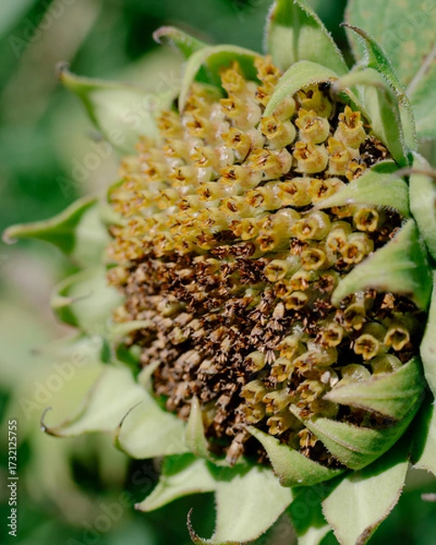 Obraz sunflower seed head