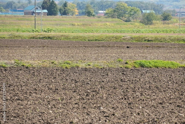 Obraz 北海道の畑