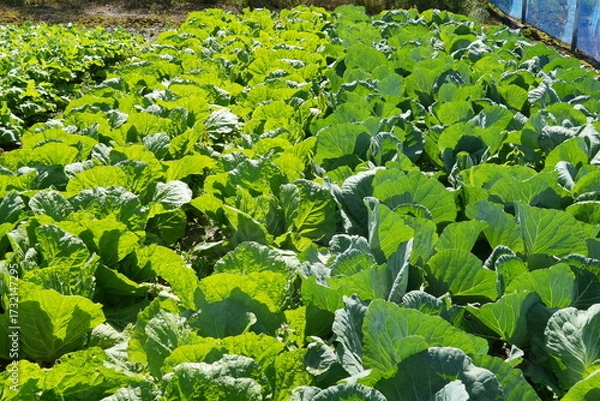 Obraz キャベツ畑