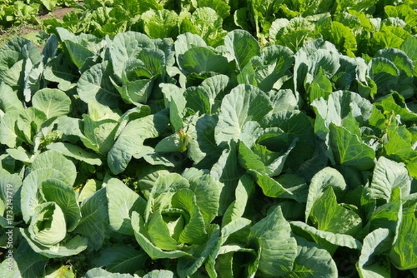 Obraz キャベツ畑
