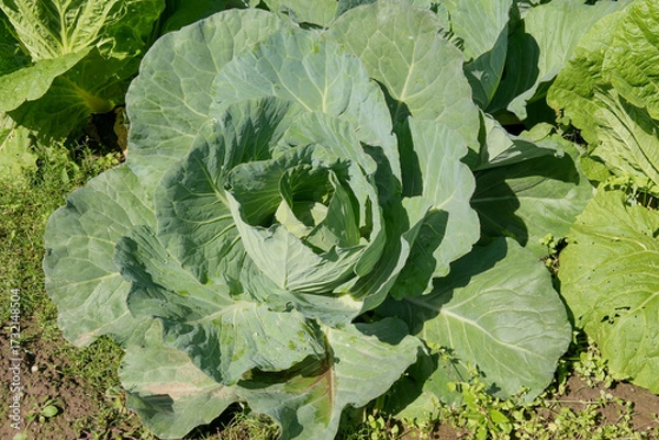 Obraz キャベツ畑