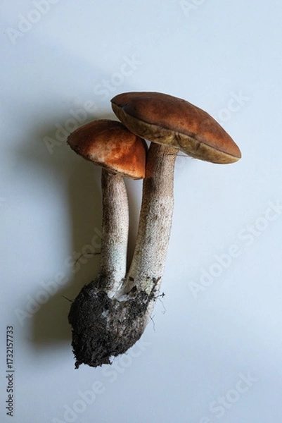 Fototapeta Unique brown mushrooms growing from dark soil on a plain background exploring nature's diversity