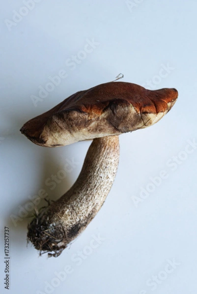 Fototapeta Mushroom with a dark brown cap and a long stem found in a forest setting during autumn