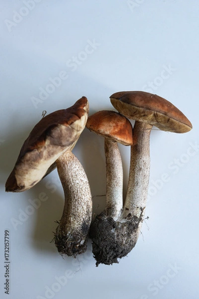 Fototapeta Freshly harvested mushrooms with earthy colors displayed on a clean surface