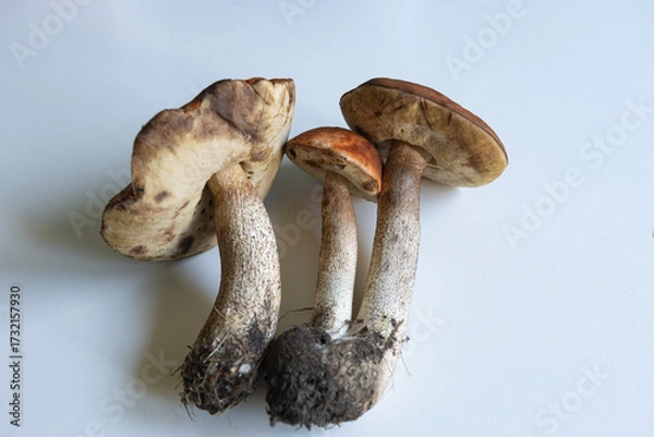 Fototapeta Mushrooms growing from soil on a white surface in natural light during daytime