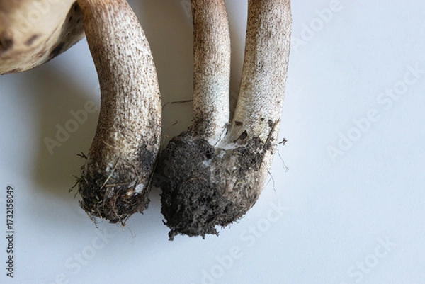 Fototapeta Close-up view of freshly harvested mushrooms showing roots and soil in natural setting
