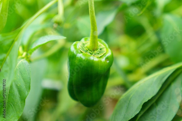 Obraz ピーマンの若い実