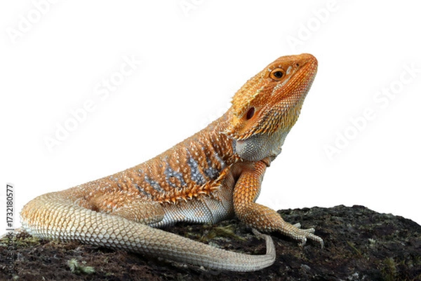 Fototapeta Bearded Dragon Hypo closeup on isolated background, Bearded Dragon Red Hypo side view on wood, Bearded Dragon Hypo closeup