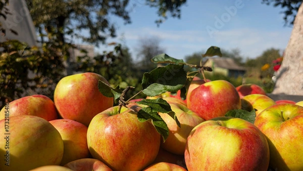 Fototapeta Freshly picked ripe red-yellow apples with green leaves lie in a pile outdoors in an autumn garden on a sunny day