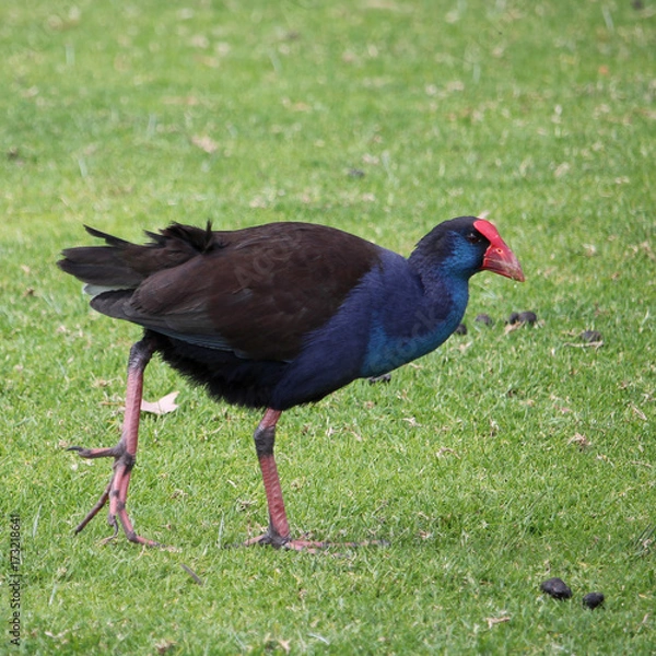 Fototapeta Pukeko