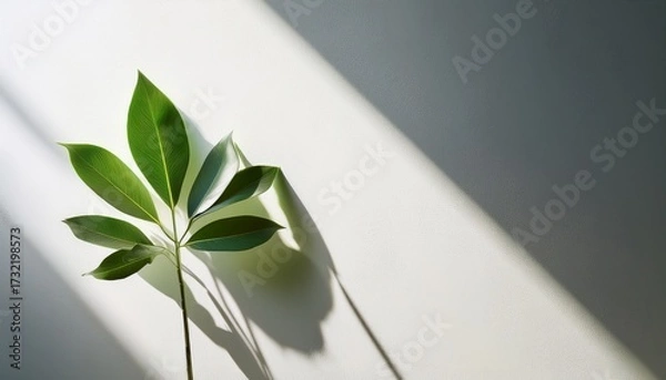 Obraz Elegant Shadow Of A Green Leaf On A Clean White Wall With Natural Light Play
