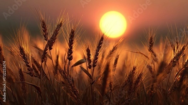 Fototapeta a golden sunset casts dramatic light over a field of ripe wheat, creating a serene rural landscape