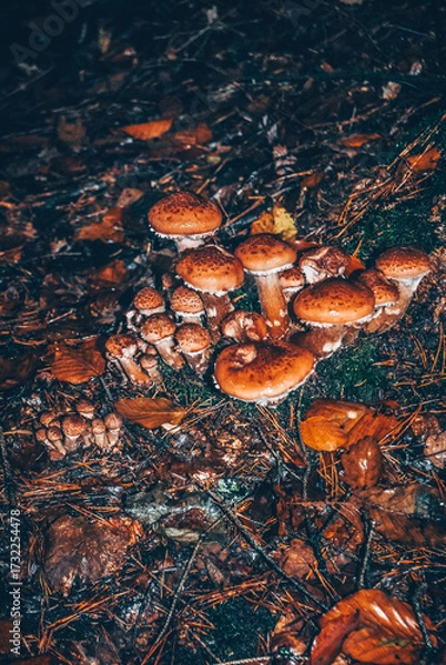 Obraz Champignon automnale