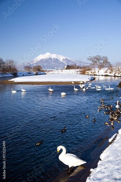 Fototapeta 日本、青森県藤崎町、白鳥ふれあい広場の白鳥と残雪の岩木山