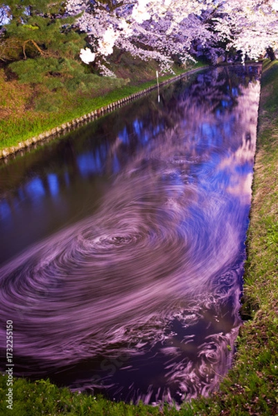 Fototapeta 日本、青森県弘前市、弘前公園、夜桜ライトアップの花筏