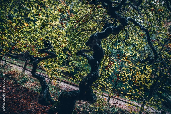 Obraz Hetre torillard