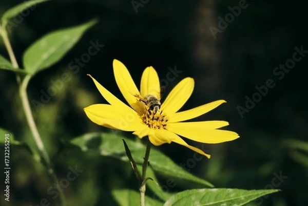 Obraz 花间舞者：蜜蜂在黄色花朵上的时光定格【Dancing in the Flower: A Moment of Nature's Beauty Captured in Time】