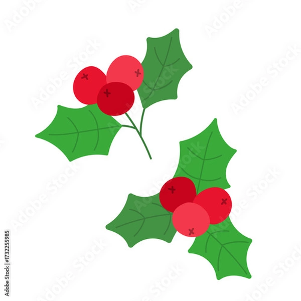 Obraz Vector holly sprigs with red berries and green leaves. Perfect for Christmas cards, gift tags, invitations, wrapping paper and festive holiday decorations.