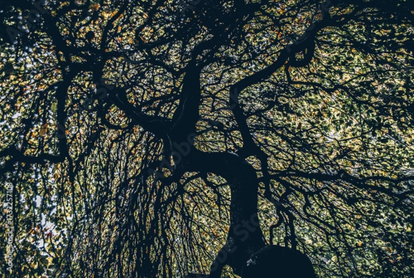 Obraz Hetre torillard