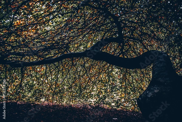 Fototapeta Hetre torillard