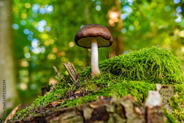 Obraz Mushrooms from the Black Forest in Germany, Europe