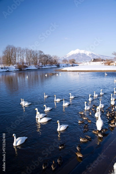 Fototapeta 日本、青森県藤崎町、白鳥ふれあい広場の白鳥と残雪の岩木山