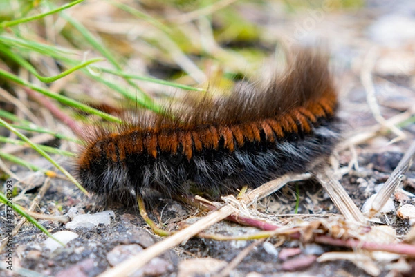 Fototapeta A spider moth caterpillar on rocky ground