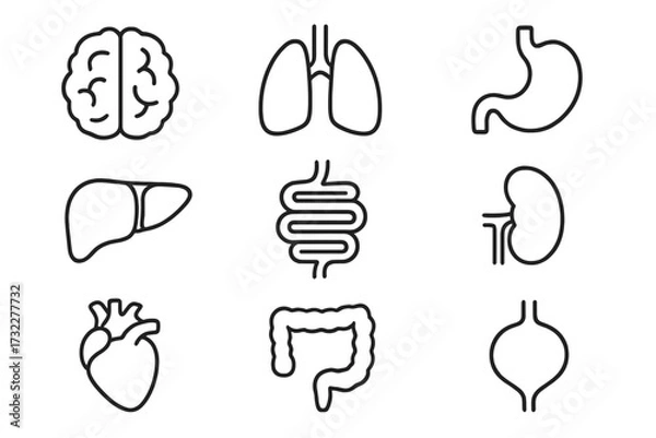 Fototapeta Human internal organs icon set. Anatomy linear pictograms. Brain, heart, lungs, liver, kidneys, stomach, intestines. Medical and biology symbol collection. Editable stroke vector.