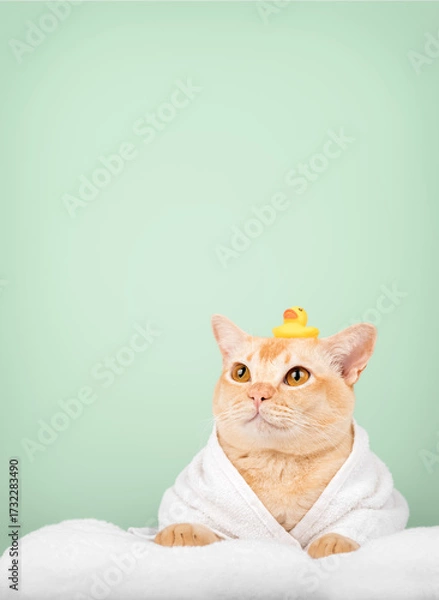 Fototapeta Funny ginger cat in bathrobe with rubber duck