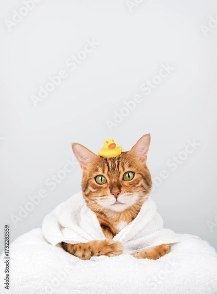 Fototapeta A funny Bengal cat in a towel with a rubber ducky